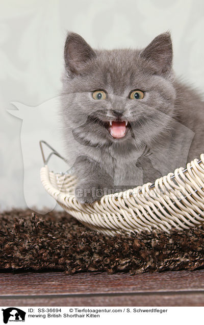 miauendes Britisch Kurzhaar Ktzchen / mewing British Shorthair Kitten / SS-36694