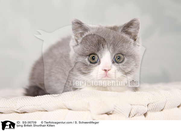 liegendes Britisch Kurzhaar Ktzchen / lying British Shorthair Kitten / SS-36709