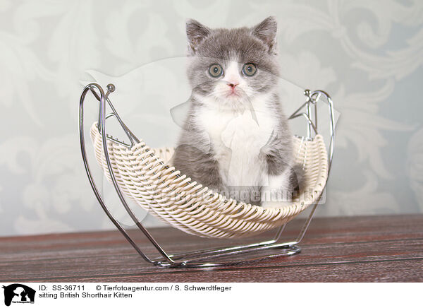 sitzendes Britisch Kurzhaar Ktzchen / sitting British Shorthair Kitten / SS-36711