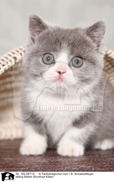 sitzendes Britisch Kurzhaar Ktzchen / sitting British Shorthair Kitten / SS-36715