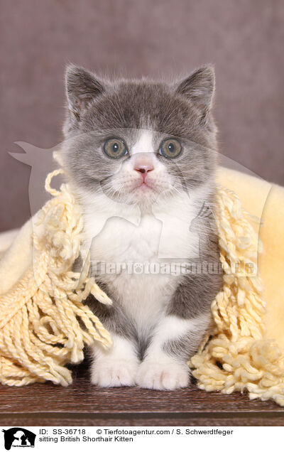 sitzendes Britisch Kurzhaar Ktzchen / sitting British Shorthair Kitten / SS-36718