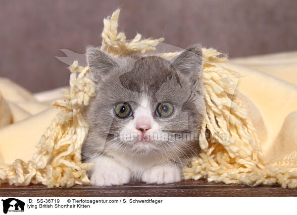 liegendes Britisch Kurzhaar Ktzchen / lying British Shorthair Kitten / SS-36719