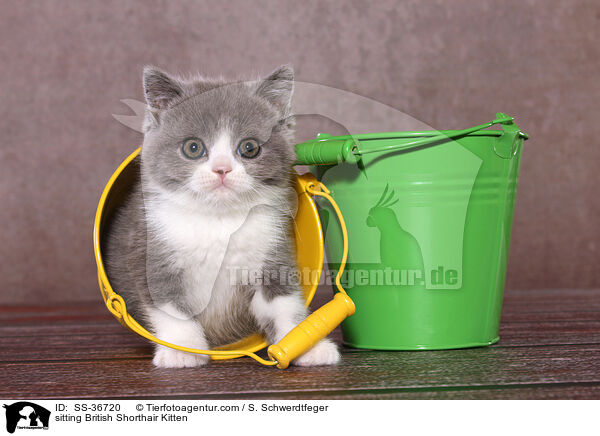 sitzendes Britisch Kurzhaar Ktzchen / sitting British Shorthair Kitten / SS-36720