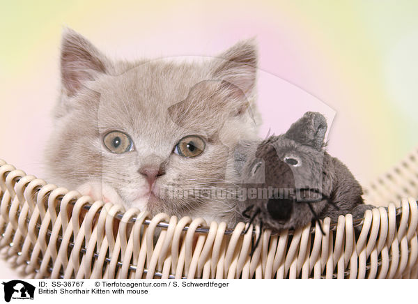 Britisch Kurzhaar Ktzchen mit Plschmaus / British Shorthair Kitten with mouse / SS-36767