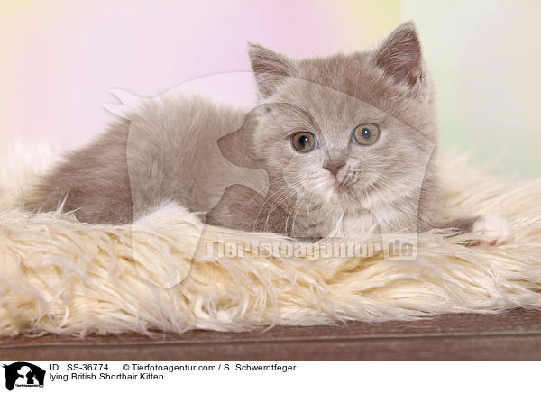 liegendes Britisch Kurzhaar Ktzchen / lying British Shorthair Kitten / SS-36774