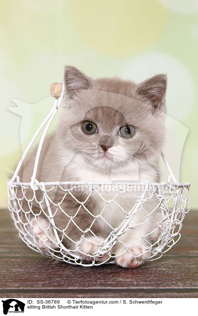 sitzendes Britisch Kurzhaar Ktzchen / sitting British Shorthair Kitten / SS-36789