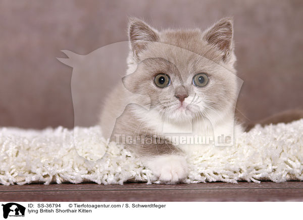 liegendes Britisch Kurzhaar Ktzchen / lying British Shorthair Kitten / SS-36794