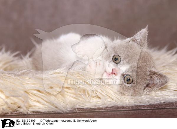 liegendes Britisch Kurzhaar Ktzchen / lying British Shorthair Kitten / SS-36805