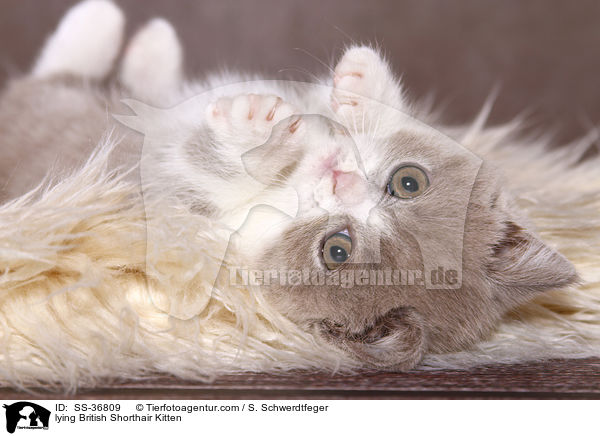 liegendes Britisch Kurzhaar Ktzchen / lying British Shorthair Kitten / SS-36809