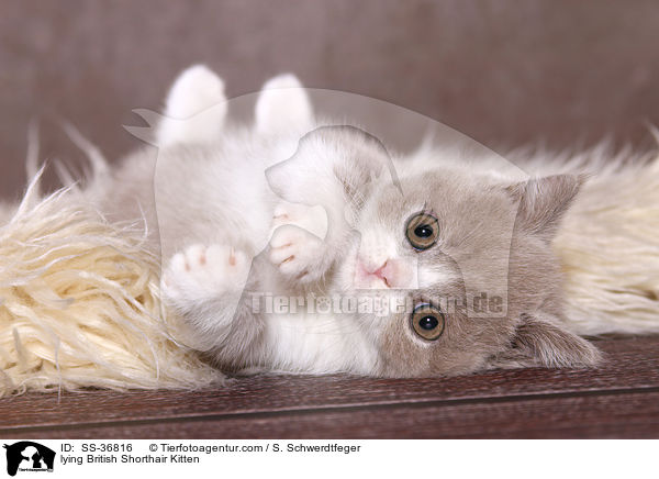 liegendes Britisch Kurzhaar Ktzchen / lying British Shorthair Kitten / SS-36816