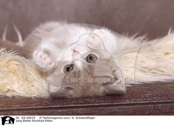 liegendes Britisch Kurzhaar Ktzchen / lying British Shorthair Kitten / SS-36818