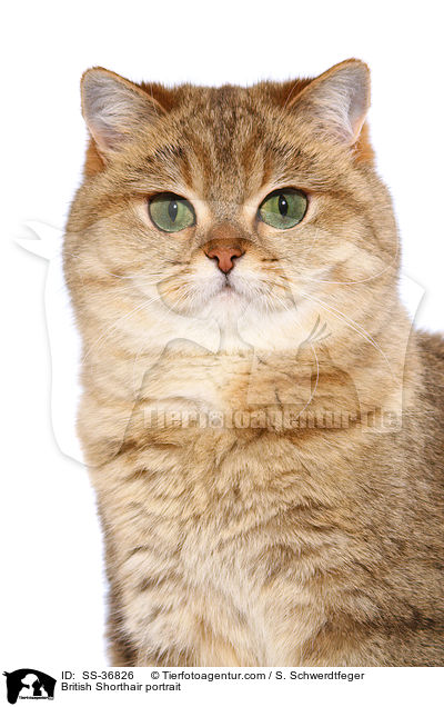 Britisch Kurzhaar Portrait / British Shorthair portrait / SS-36826