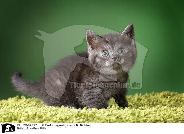 Britisch Kurzhaar Ktzchen / British Shorthair Kitten / RR-62397