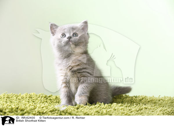 Britisch Kurzhaar Ktzchen / British Shorthair Kitten / RR-62400