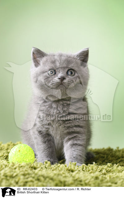 Britisch Kurzhaar Ktzchen / British Shorthair Kitten / RR-62403