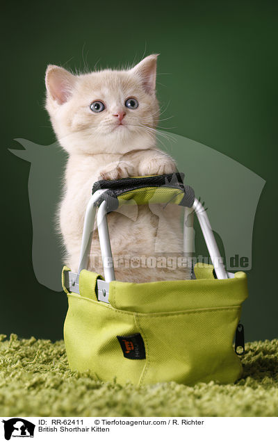 Britisch Kurzhaar Ktzchen / British Shorthair Kitten / RR-62411