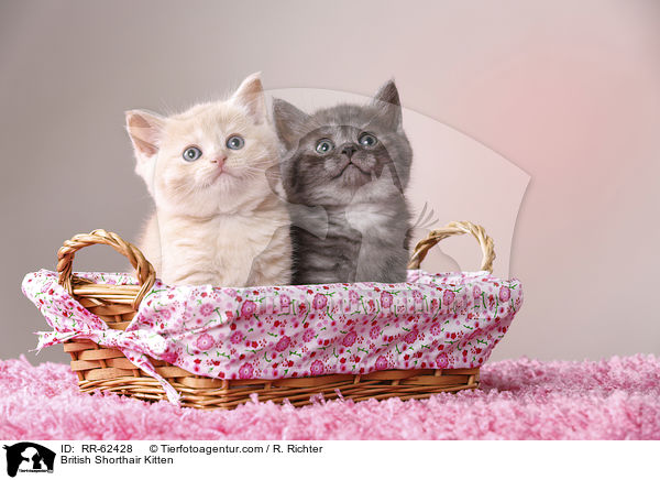 Britisch Kurzhaar Ktzchen / British Shorthair Kitten / RR-62428