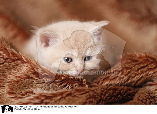 Britisch Kurzhaar Ktzchen / British Shorthair Kitten / RR-62479