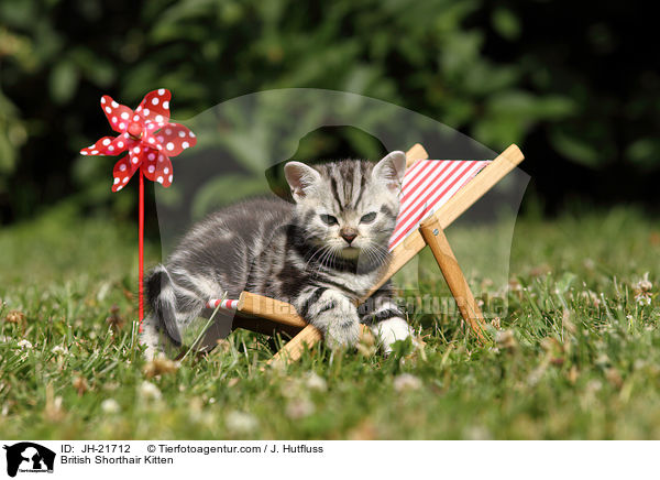 Britisch Kurzhaar Ktzchen / British Shorthair Kitten / JH-21712