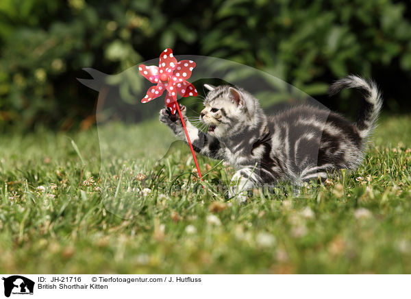 Britisch Kurzhaar Ktzchen / British Shorthair Kitten / JH-21716