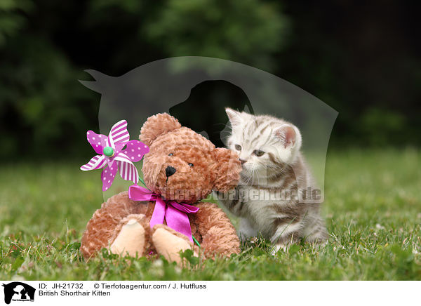 Britisch Kurzhaar Ktzchen / British Shorthair Kitten / JH-21732