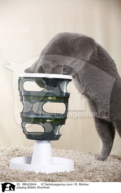 spielende Britisch Kurzhaar / playing British Shorthair / RR-62644