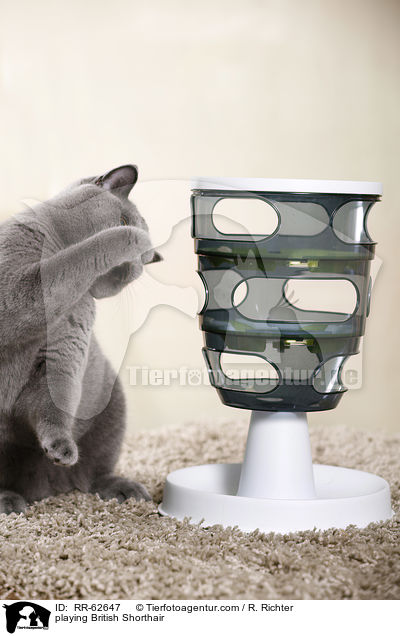 spielende Britisch Kurzhaar / playing British Shorthair / RR-62647