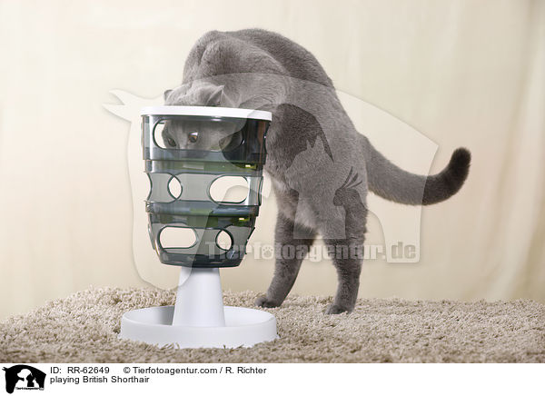 spielende Britisch Kurzhaar / playing British Shorthair / RR-62649