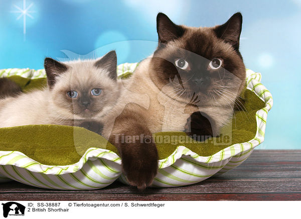 2 Britisch Kurzhaar / 2 British Shorthair / SS-38887