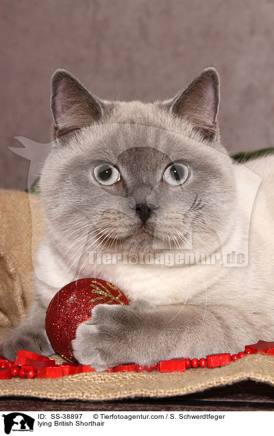 liegende Britisch Kurzhaar / lying British Shorthair / SS-38897