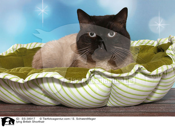 liegende Britisch Kurzhaar / lying British Shorthair / SS-38917