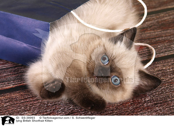 liegendes Britisch Kurzhaar Ktzchen / lying British Shorthair Kitten / SS-38993