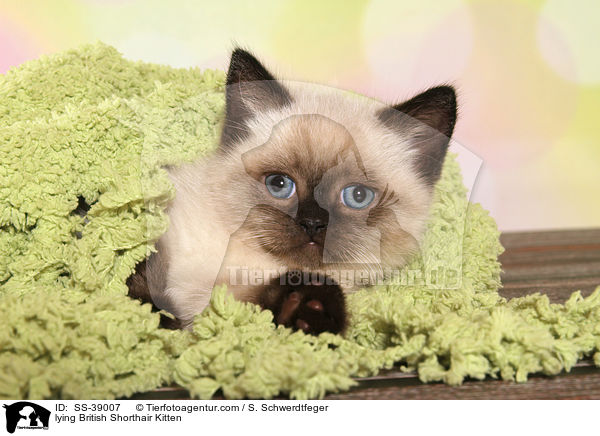 liegendes Britisch Kurzhaar Ktzchen / lying British Shorthair Kitten / SS-39007