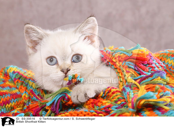 Britisch Kurzhaar Ktzchen / British Shorthair Kitten / SS-39516