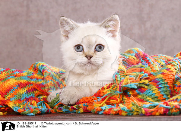 Britisch Kurzhaar Ktzchen / British Shorthair Kitten / SS-39517