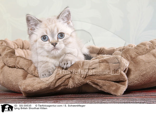 liegendes Britisch Kurzhaar Ktzchen / lying British Shorthair Kitten / SS-39535