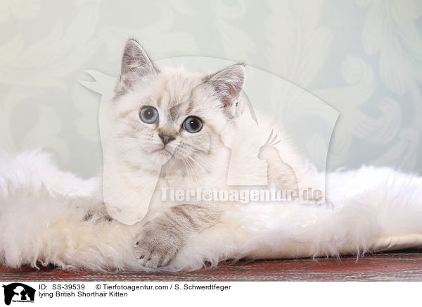 liegendes Britisch Kurzhaar Ktzchen / lying British Shorthair Kitten / SS-39539