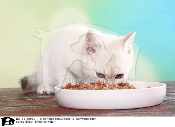 fressendes Britisch Kurzhaar Ktzchen / eating British Shorthair Kitten / SS-39560