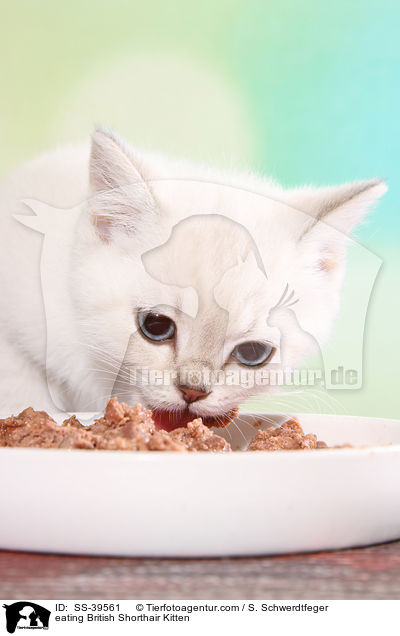 fressendes Britisch Kurzhaar Ktzchen / eating British Shorthair Kitten / SS-39561