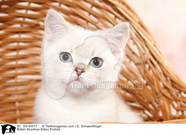 Britisch Kurzhaar Ktzchen Portrait / British Shorthair Kitten Portrait / SS-40017