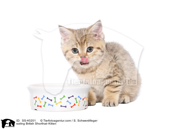 fressendes Britisch Kurzhaar Ktzchen / eating British Shorthair Kitten / SS-40201