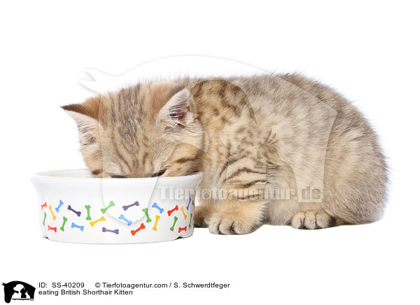 fressendes Britisch Kurzhaar Ktzchen / eating British Shorthair Kitten / SS-40209