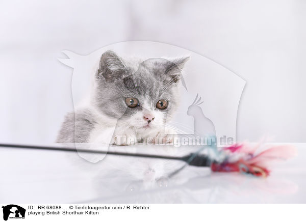 spielendes Britisch Kurzhaar Ktzchen / playing British Shorthair Kitten / RR-68088