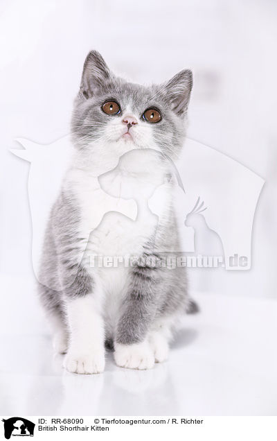 Britisch Kurzhaar Ktzchen / British Shorthair Kitten / RR-68090