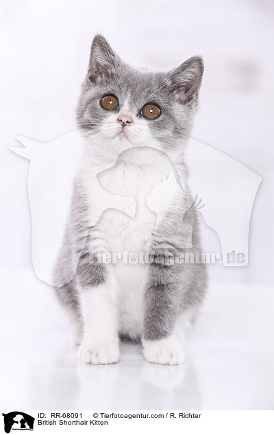 Britisch Kurzhaar Ktzchen / British Shorthair Kitten / RR-68091