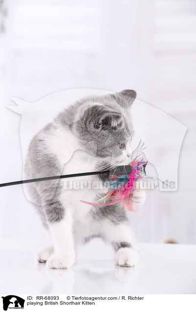 spielendes Britisch Kurzhaar Ktzchen / playing British Shorthair Kitten / RR-68093