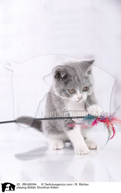 spielendes Britisch Kurzhaar Ktzchen / playing British Shorthair Kitten / RR-68094