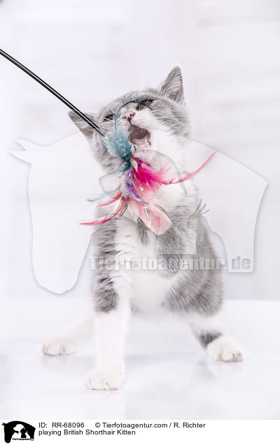 spielendes Britisch Kurzhaar Ktzchen / playing British Shorthair Kitten / RR-68096