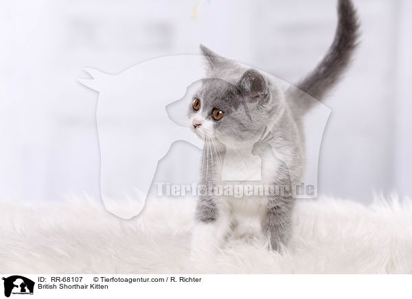 Britisch Kurzhaar Ktzchen / British Shorthair Kitten / RR-68107