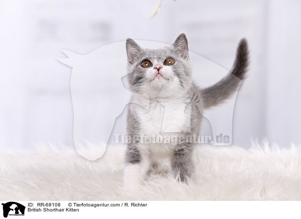 Britisch Kurzhaar Ktzchen / British Shorthair Kitten / RR-68108